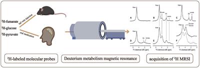 Application and development of Deuterium Metabolic Imaging in tumor glucose metabolism: visualization of different metabolic pathways